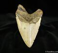 / Inch Chilean Megalodon Tooth - Rare #632-2